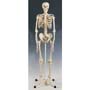 Standard Life-Sized Human Skeleton