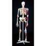 Deluxe Life-Sized Human Skeleton