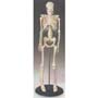 16 Inch Tall Human Skeleton